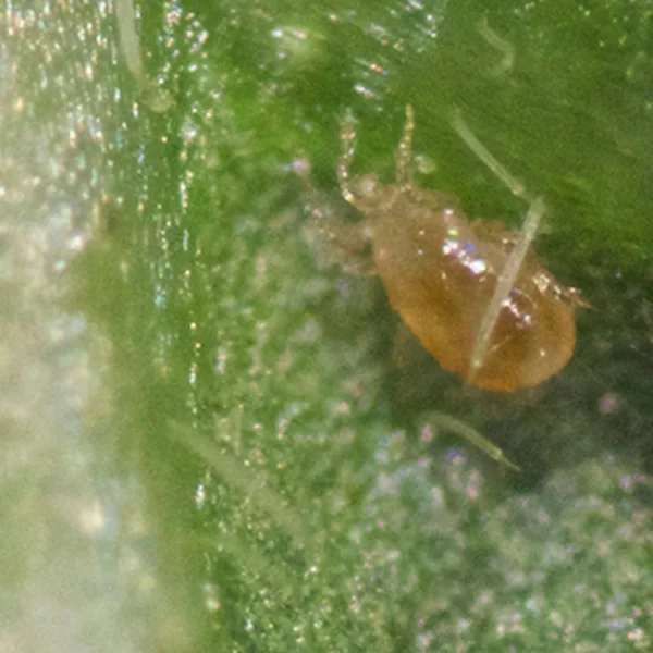 ANDERcontrol (Amblyseius andersoni) 62.5K Sachets (500 per box) – Versatile Biological Predator for Shifting Glasshouse Conditions