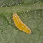 APHIDOcontrol (Aphidoletes aphidimyza) 10K Tube – High-Impact Biological Aphid Control for Commercial Growing