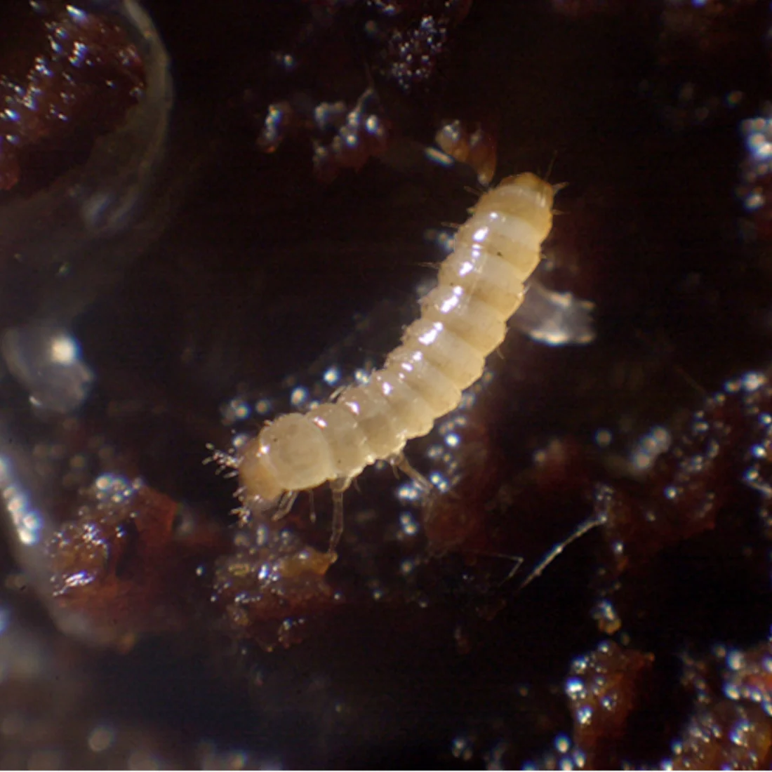 AgrobioAtheta ATHETAcontrol (Atheta) 3K Bucket – Predatory Rove Beetle for Superior Root-Zone Hygiene - Image 1