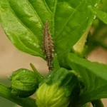 CHRYSOcontrol (Chrysoperla carnea) 10K Loose Bucket 5L – Versatile Generalist Predator for Broad-Spectrum Pest Control