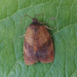 Carnation Tortrix (Pheromone Capsules) – Precision Monitoring for Professional Moth Control