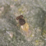 ENCARcontrol (Encarsia formosa) 15K Loose Bottle – High-Volume Whitefly Parasitoid for Flexible Application