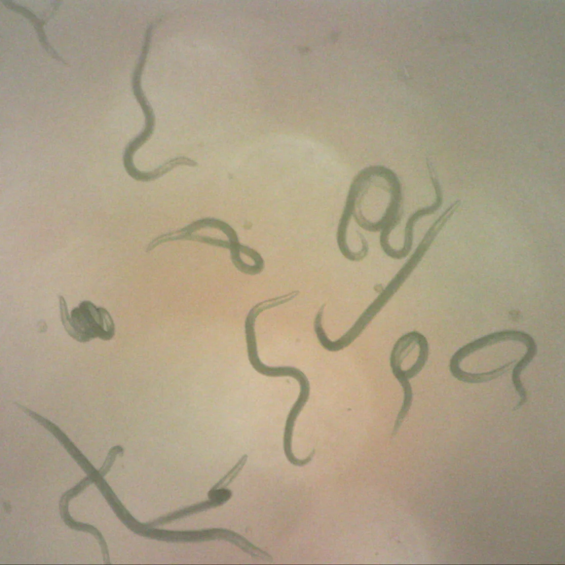 AgrobioNemasys-L NEMASYS L (Steinernema kraussei) 50M Powder Tray – Cold-Active Biological Vine Weevil Suppression - Image 1
