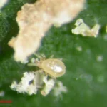 AMBLYcontrol (Neoseiulus cucumeris) 500K Sachets (500 per box) – Bulk Breeding System for Long-Term Thrips Control