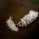 CRYPTOcontrol (Cryptolaemus montrouzieri) 250 Larvae Bottle – specialist Predator for Immediate Mealybug Clearance