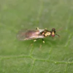 DIGLYcontrol (Diglyphus isaea) 250 Bottle – Fast-Acting Biological Leaf Miner Control for Protected Crops