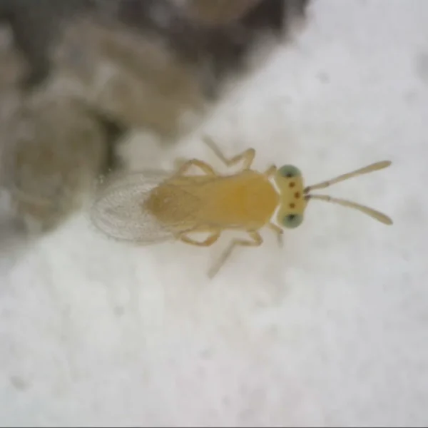 EREMIcontrol (Eretmocerus eremicus) 15K Cards x 250 Box – Specialist Biological Control for Bemisia Whitefly