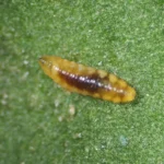 FELTIcontrol (Feltiella acarisuga) 250 Bottle – Specialist Predator for Deep Spider Mite Infestations