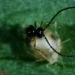 FRESAcontrol (Aphid parasitoid mix) 240 Tube – Expert Biological Control for Soft Fruit and Salad Aphids - Image 2