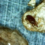 ROBUScontrol (Macrocheles robustulus) 50K Loose Tube – Aggressive Soil Predator for Fungus Gnat and Shorefly Control