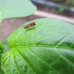 SIRFIcontrol Mix (E.balteatus + S.rueppelii) 100 Pupae Box – Dual-Action Aphid Control for All Climates - Image 2