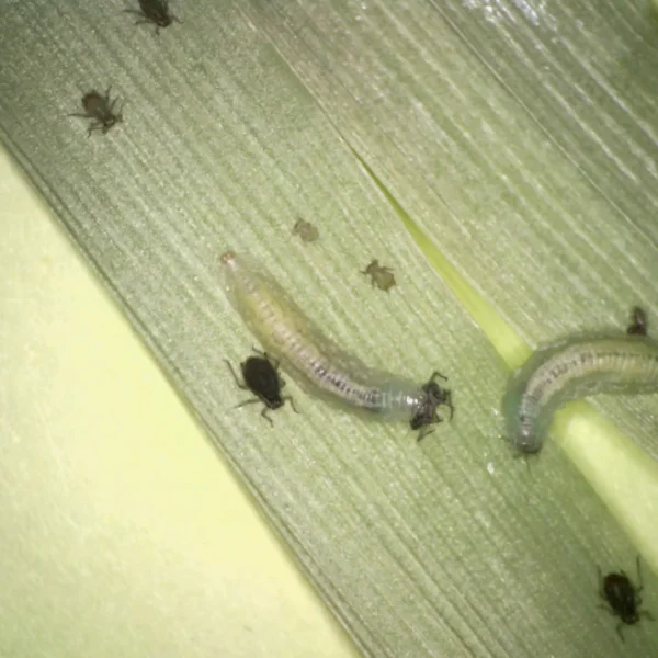 SIRFIcontrol R (Sphaerophoria rueppellii) 100 Box – Heat-Tolerant Aphid Predator for Warm Climates