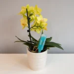 FITO Orchid Drip Feeder (1 x 32ml) - Image 2