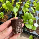 Pure Harvest CocoPeat 8 - Box of 10 Trays (1040 Plugs) - Image 3