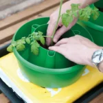 GARLAND Plant Halos Green - Set of 3 (4 per box) - Professional Watering & Support - Image 5