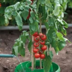 GARLAND Plant Halos Green - Set of 3 (4 per box) - Professional Watering & Support - Image 3