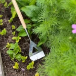 Growers Own Stainless Steel Dutch Hoe w/Ashwood Handle – Professional Weeding Tool for Rapid Garden Maintenance - Image 2