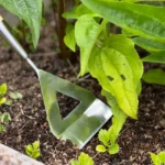 Growers Own Stainless Steel Dutch Hoe w/Ashwood Handle – Professional Weeding Tool for Rapid Garden Maintenance - Image 3
