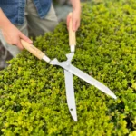 Growers Own Stainless Steel Hedge Shears w/ Ashwood Handle – Professional Grade Trimming for Hedges and Topiary - Image 2