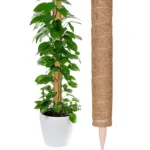 Growers Own Coconut Moss Plant Support Pole 60cm - Natural Climbing Aid