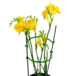 Plant Support Clip 8.5cm Diameter GREEN (Box of 500) - Professional Grade