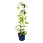Stick-In Trellis 55cm 21.6" Bamboo Colour (Box of 50) - Plant Support