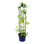 Obelisk 2 Black Plant Support 65cm - Box of 75