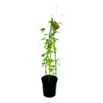 Tripod 45cm Green (Box of 250) - Professional Plant Support