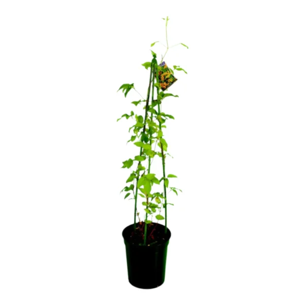 Tripod 60cm Green (Box of 250) - Professional Plant Support